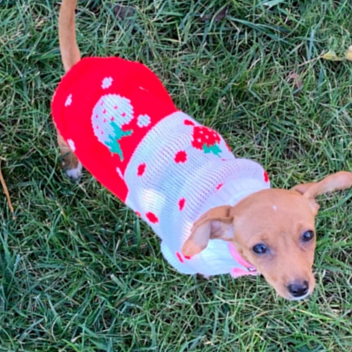 Dog Coat - Dog Sweater - Classic Turtleneck Knit Dog Sweater - Warm Winter Dog Clothes - Cute Strawberry Heart Pattern - Perfect for Small and Medium Dogs - Red - Size S