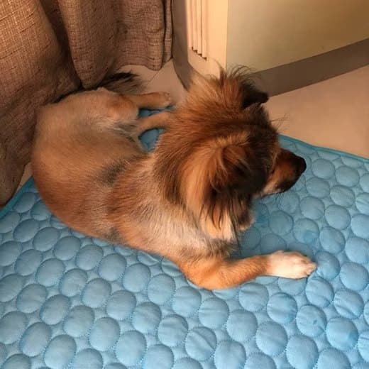 1 Cooling Mat for Dogs and Cats, Breathable Pet Cooling Pad in Blue, 62×50cm
