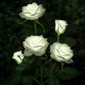 Solar Rose Flower Lights for Outdoor Garden Decor, White