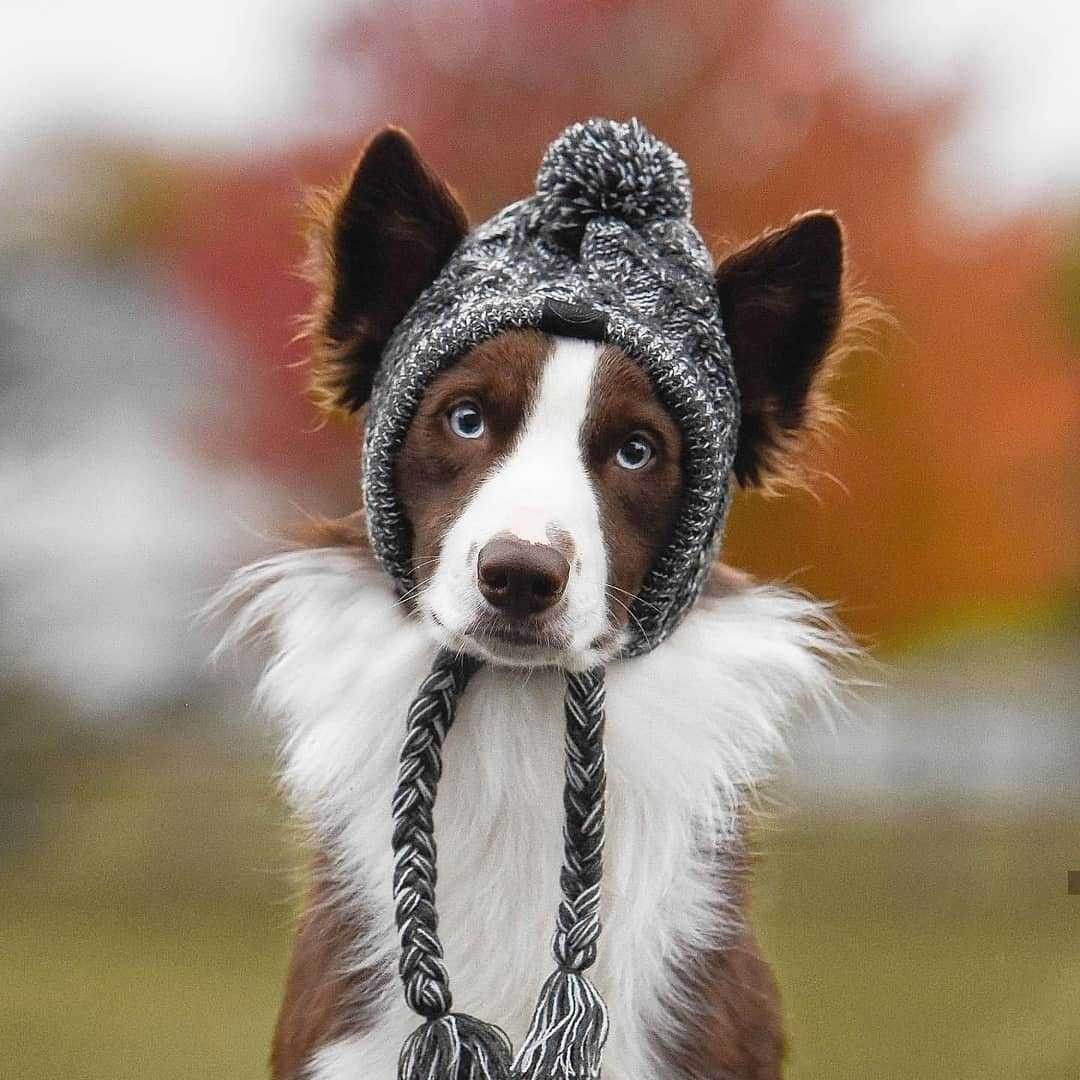 Dog Hat Knitted Windproof Winter Pom Hat, Black, L