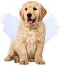 Dog costume L – Realistic wings, festive accessory