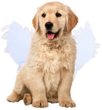 Dog costume M – Realistic wings, festive accessory