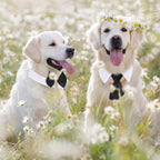 - Animal Costume Set - Luxury Tie and Bow Tie for Animals - Suitable for Dachshunds to Border Collies - Adjustable - Tie for Dog - Cat Clothing - Bow Tie for Dog - Dog Bow Tie - Dog Toy - Christmas Dog Bow Tie - Christmas Rug - Gift