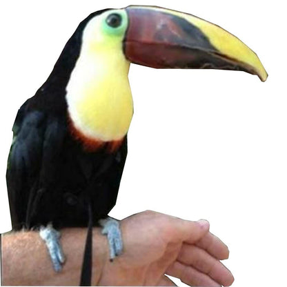 Adjustable Birds Harness and Leash Parrot Harness Leash Training Supplies Pet Anti-bite Outdoor Flying Rope (M, Black)