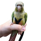 Adjustable Birds Harness and Leash Parrot Harness Leash Training Supplies Pet Anti-bite Outdoor Flying Rope (M, Black)