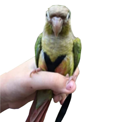 Adjustable Birds Harness and Leash Parrot Harness Leash Training Supplies Pet Anti-bite Outdoor Flying Rope (M, Black)