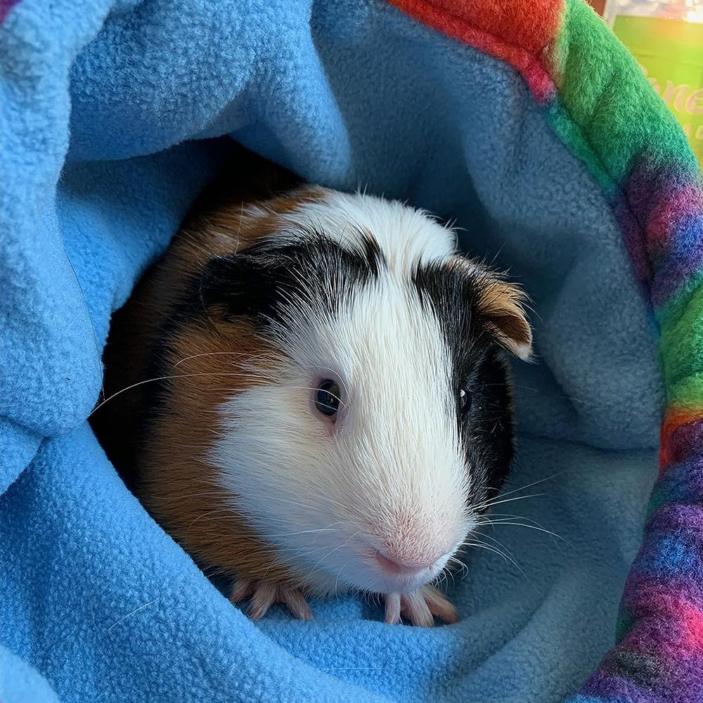 Guinea Pig Hideout, Bunny Hideaway, Rabbit Bed, Polar Fleece Small Animal Hideout for Guinea Pig Cage, Bunny Enrichment, Rat & Chinchilla Habitat Accessory（Colorful Rainbow）large size