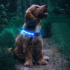 Luminous LED Pet Dog Collar Light-up USB Rechargeable Dog Collar Blue - S