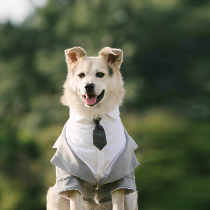 Pet Suit Dog Tuxedo Wedding little tail Polyester Light gray 2XL