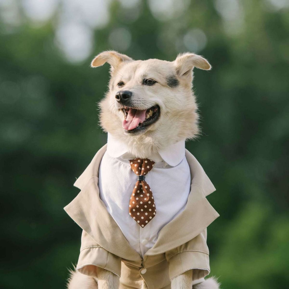 Pet Suit Dog Tuxedo Wedding little tail Polyester Light gray 5XL