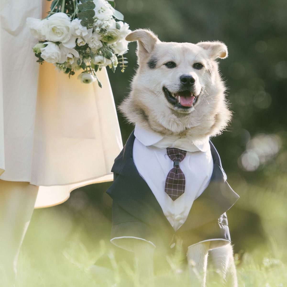 Pet Suit Dog Tuxedo Wedding little tail Polyester Khaki XL