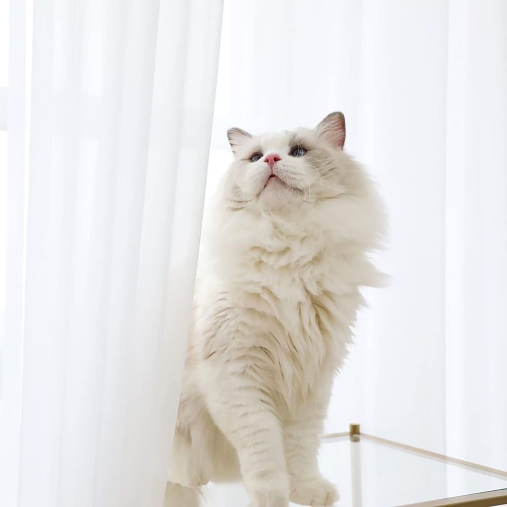 Curtains*2 Pieces White Sheer Curtains Linen Look Semi Transparent Voile White Curtains for Living Dining Room Drapes 54 X 84 Inch Long Set of 2 Panels White Sheer Curtains Linen Look