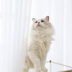 Curtains*2 Pieces White Sheer Curtains Linen Look Semi Transparent Voile White Curtains for Living Dining Room Drapes 54 X 84 Inch Long Set of 2 Panels White Sheer Curtains Linen Look