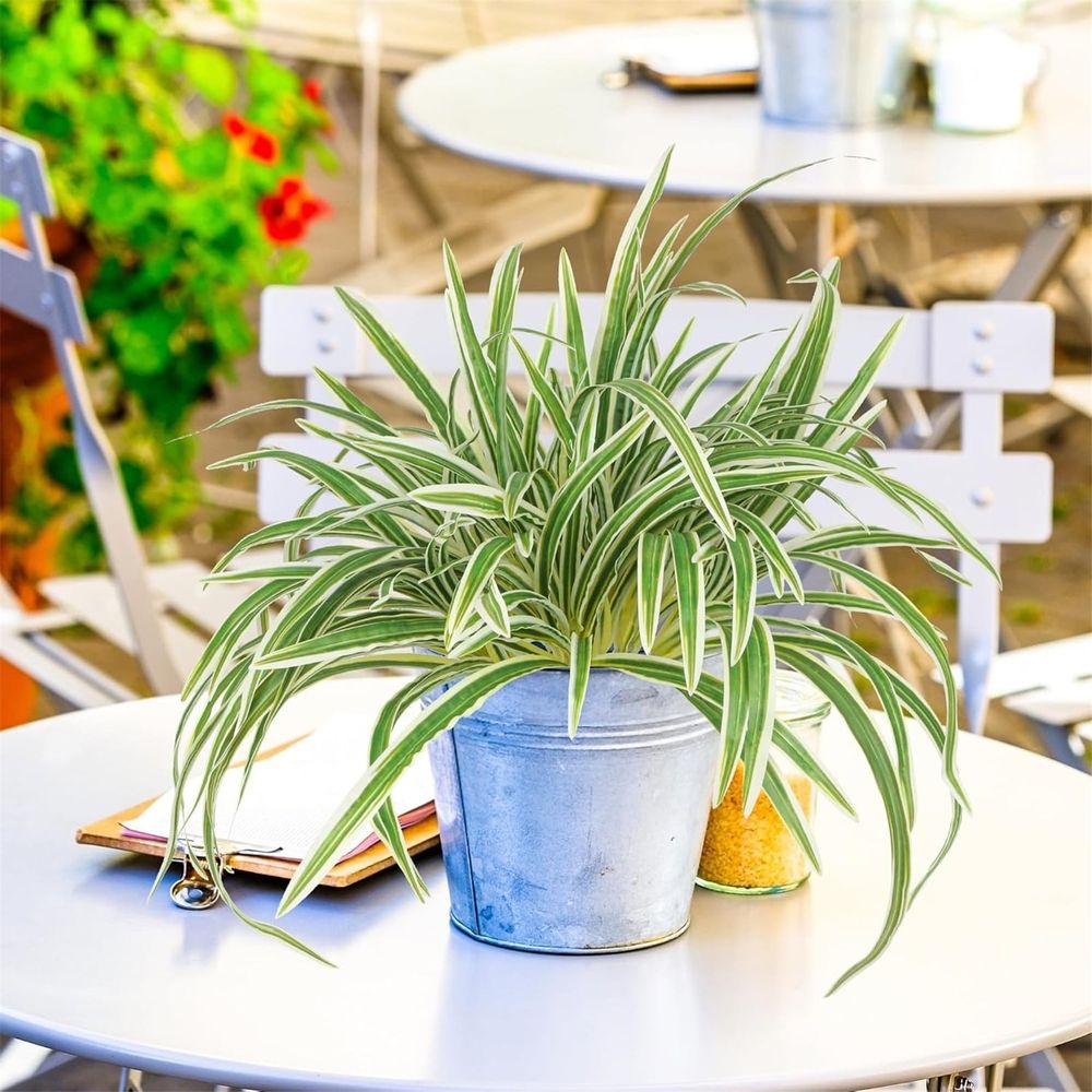 1 5-Pronged Golden-Edged Spider Plant Clearance! Artificial Plant Large Greenery Plants Outside Faux Plants Bushes for Indoor Table Outdoor Planter Decor,Green,23.62
