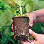 10pcs Biodegradable Seedling Trays 12-Hole Garden Starter