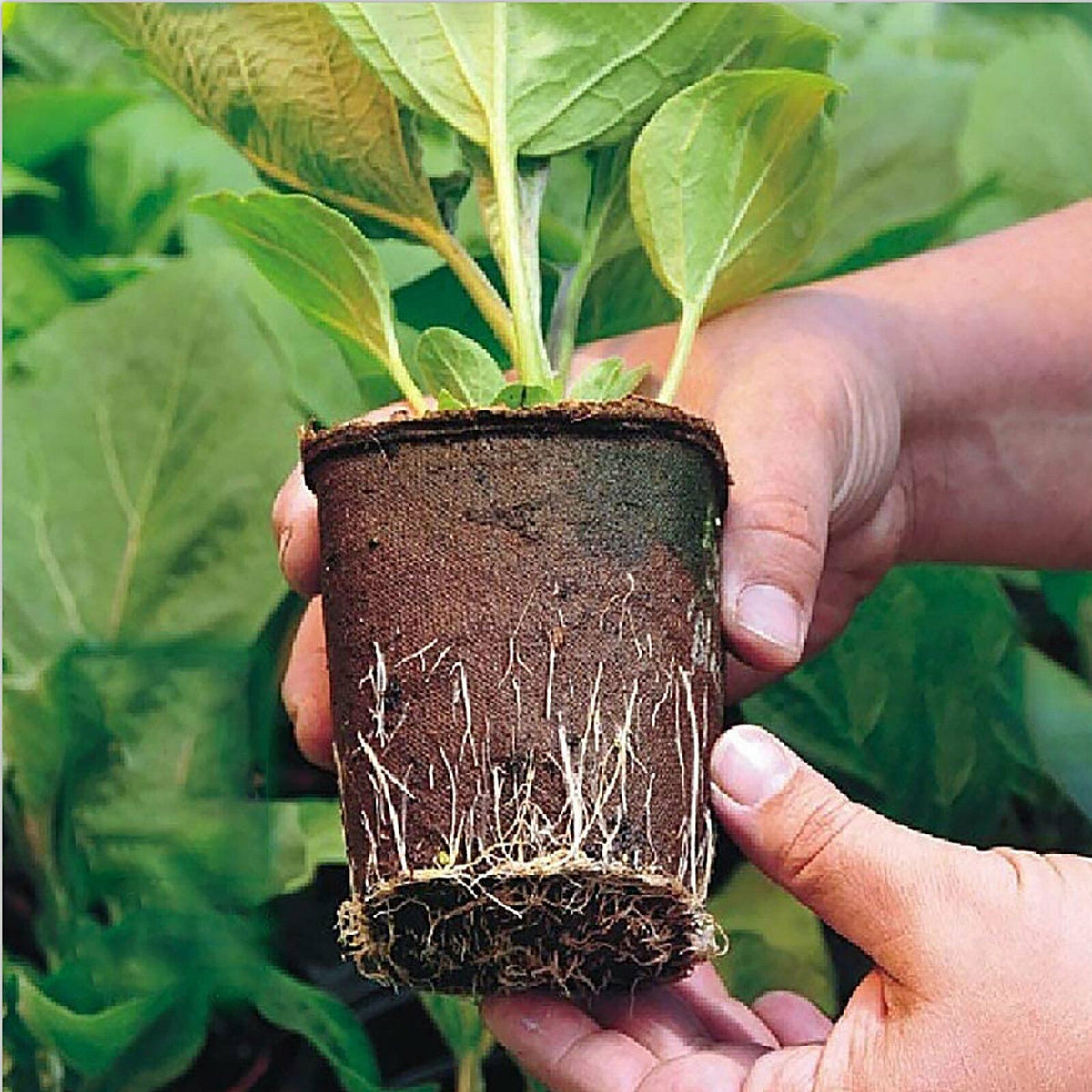 10pcs Biodegradable Seedling Trays 12-Hole Garden Starter