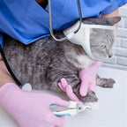 Breathable Pet Headgear Clear Cat Dog Mask Anti Bite Scratch Protective Gear - M